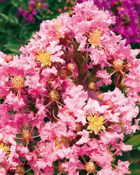 Lagerstroemia plum magic